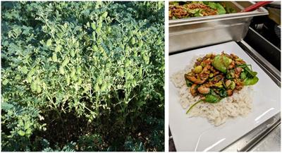 Potential for and impacts of mainstreaming diversification crops through institutional catering